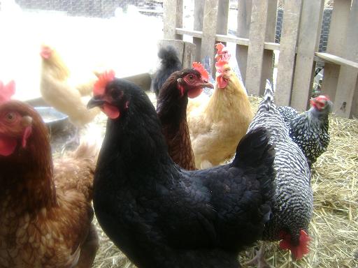 [hens1.JPG]