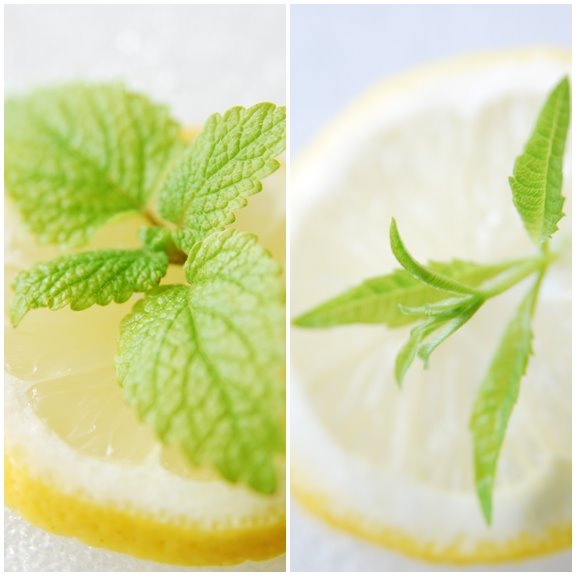 Lemon Balm and Lemon Verbena