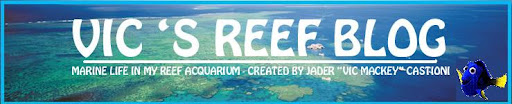 Vic's Reef Blog