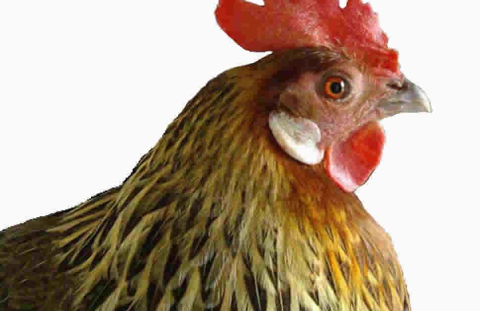 El blog y la Tierra: Ponga una gallina en su vida | César-Javier Palacios