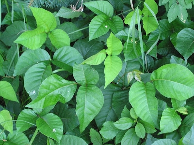 poison oak rash images. poison small poison oak rash. poison oak rash images. poison