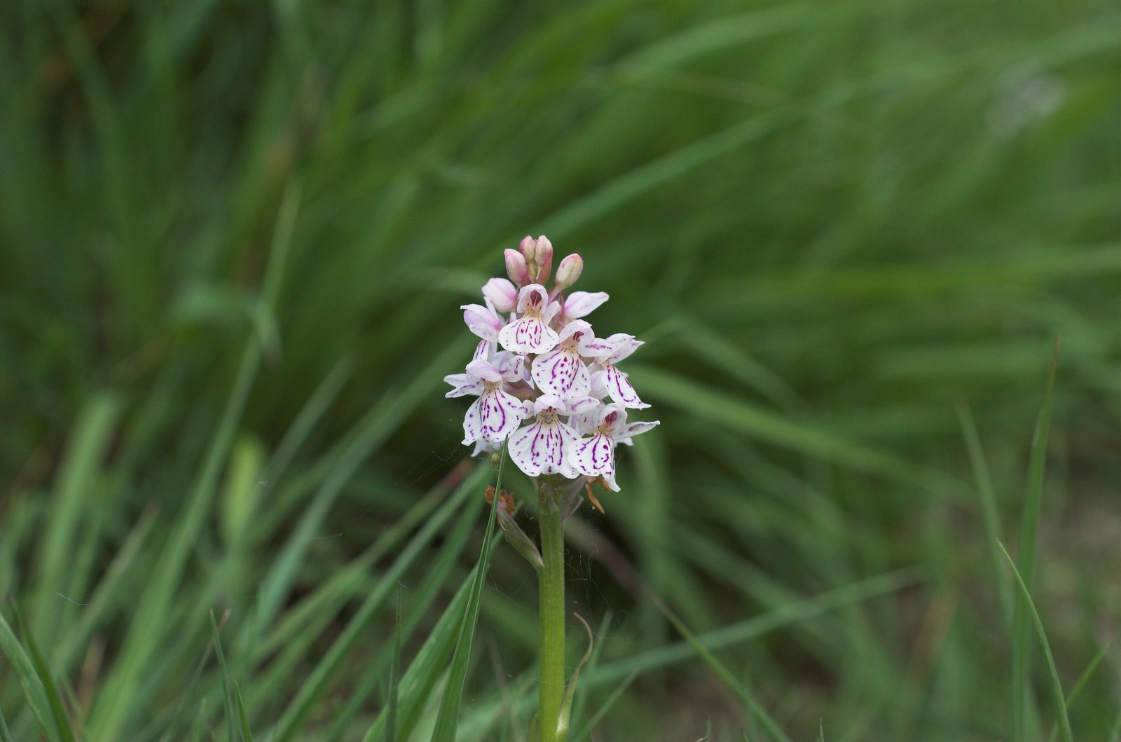[DSC_8588_spotted_orchid.jpg]