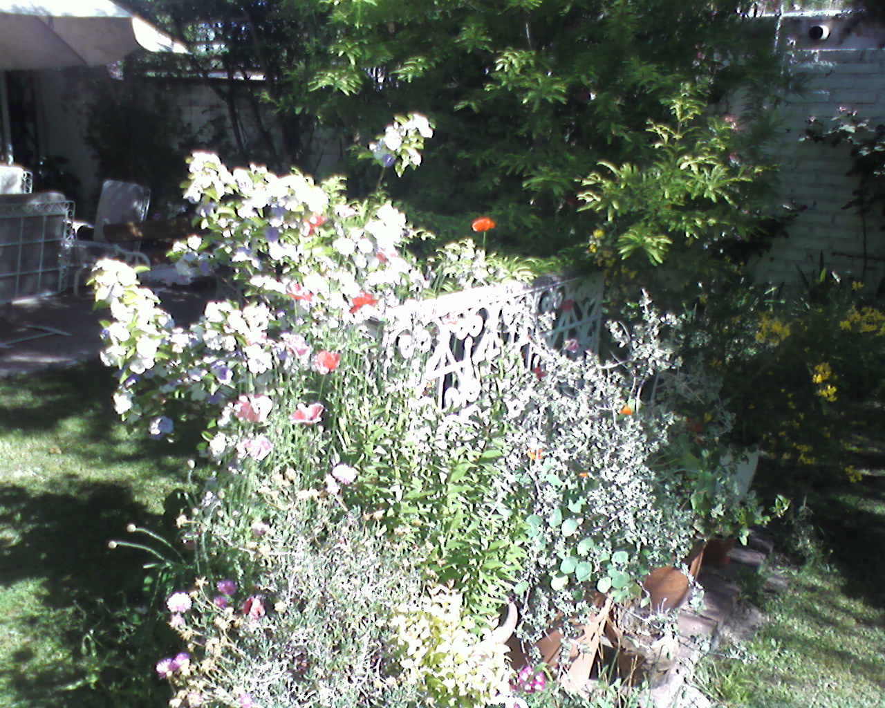 Lirio Entre Espinas [1924] blogsuse