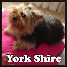 York Shire