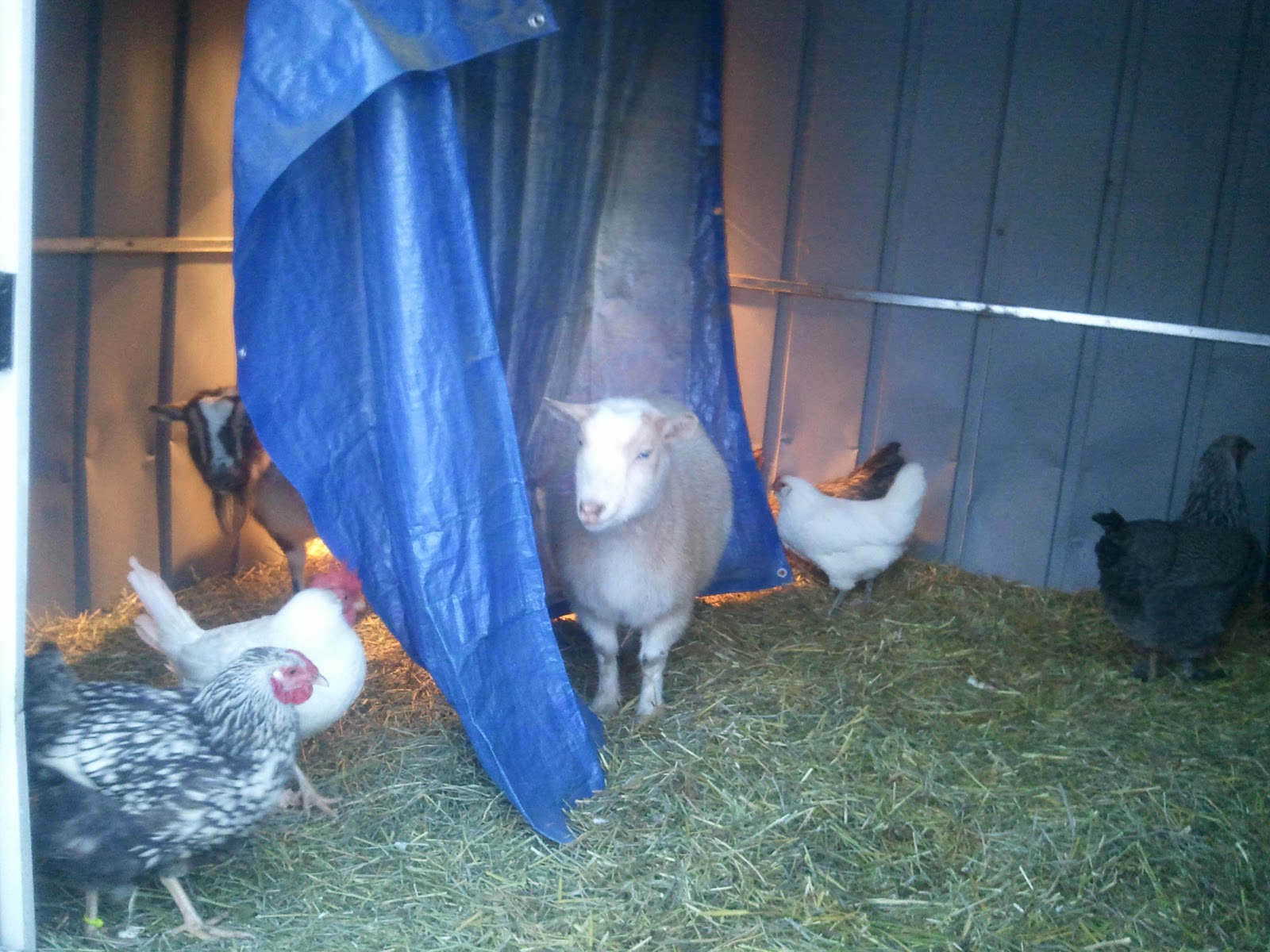 EatWhereULive Caring for Backyard Chickens & Goats in Cold Weather