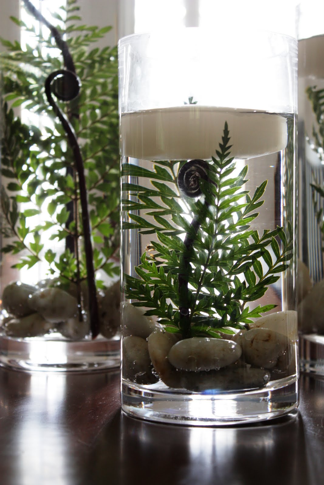 [fern+curls+submerged+close.jpg]