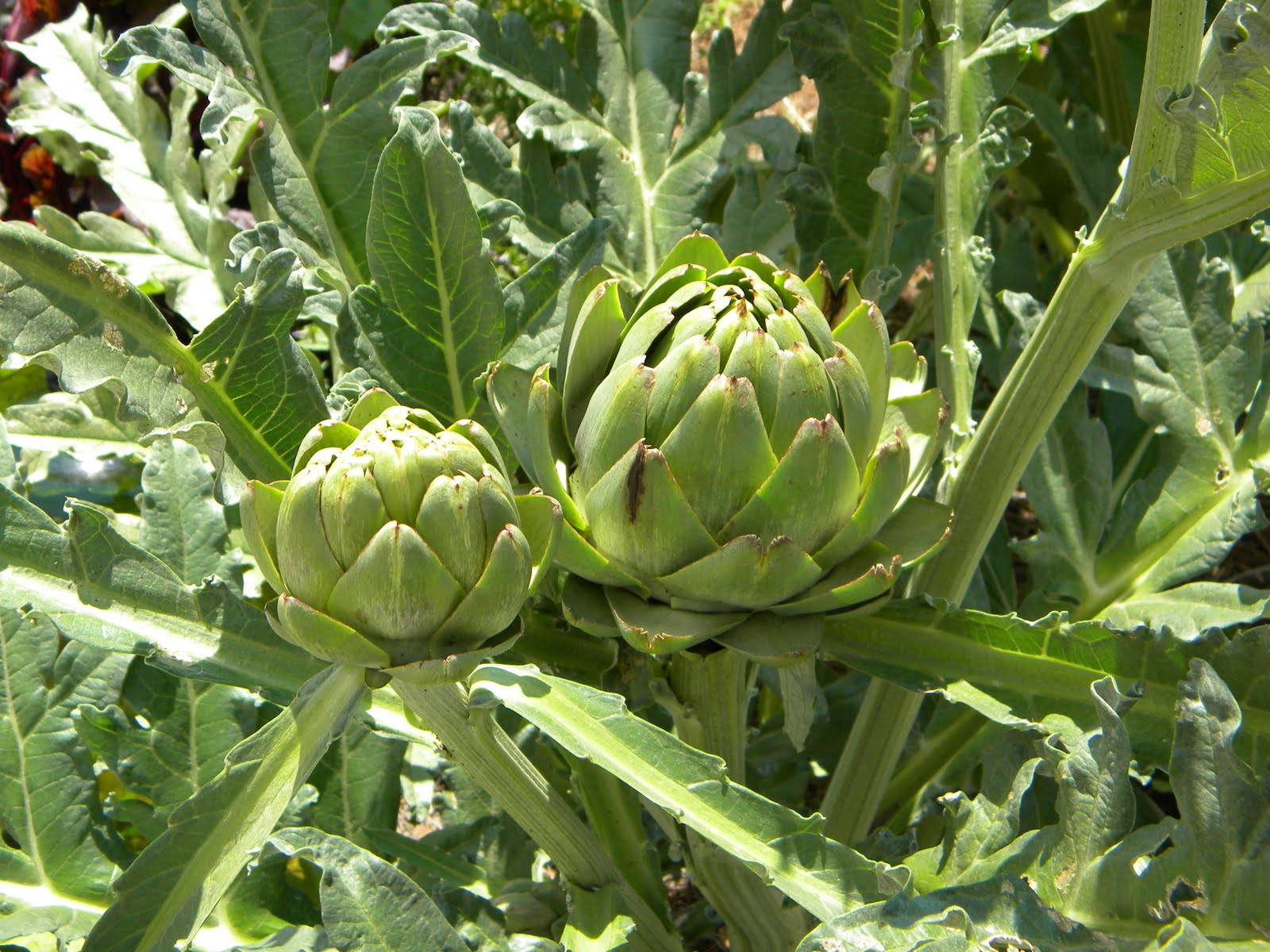 Artichoke