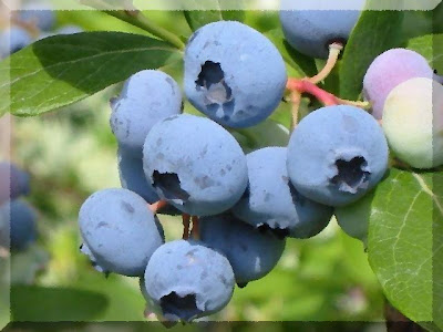 Blueberry loves