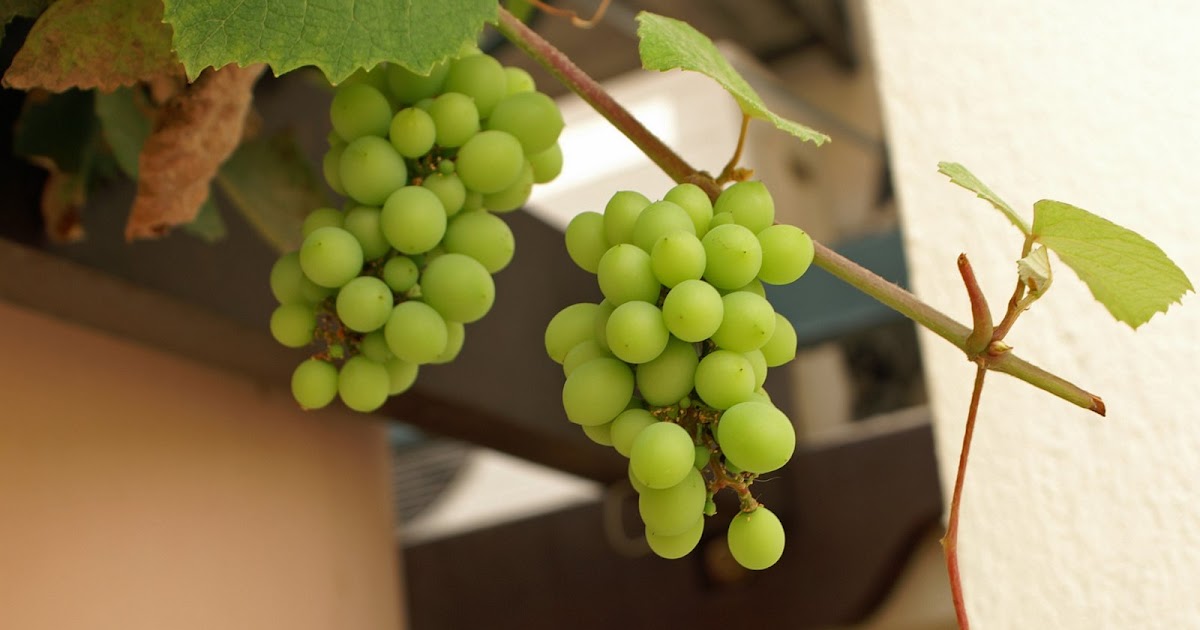 this world is filled with lemons Grapes from Malaysia