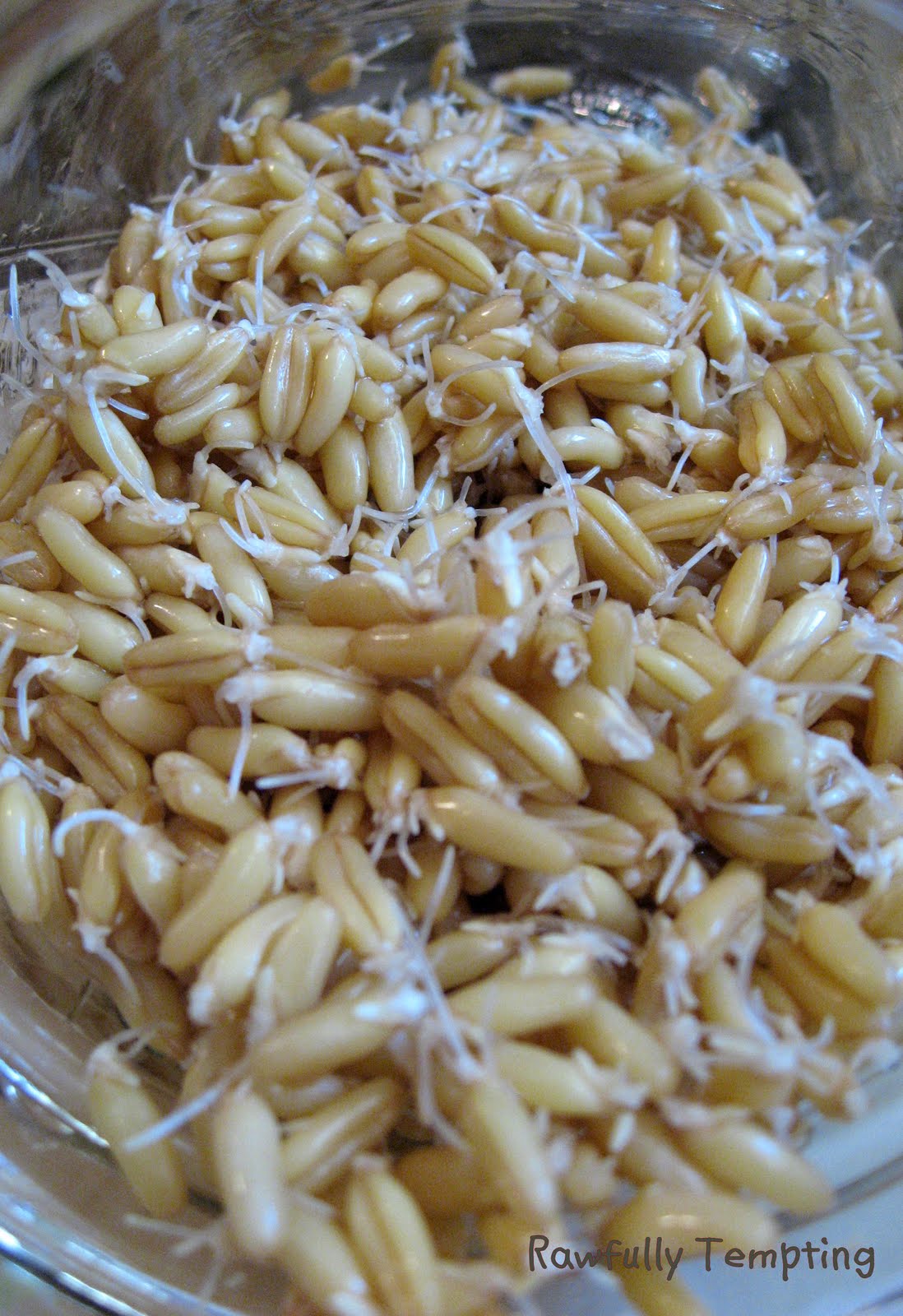 Directions for Sprouting Kamut