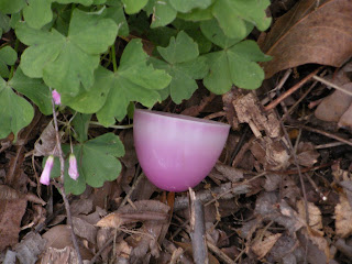 I did not find the Prize Egg.