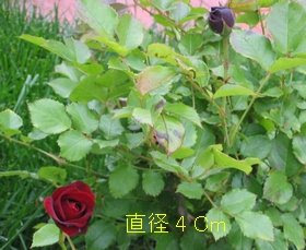 黒蝶