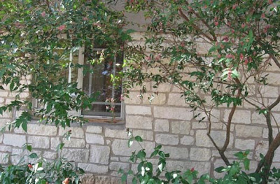 Divasofthedirt,barbados cherry trunks