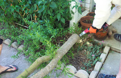 Divasofthedirt,tree cut through