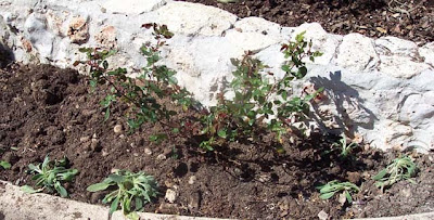 Divasofthedirt,knockouts planted