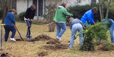 Divasofthedirt, replanting spiraeas