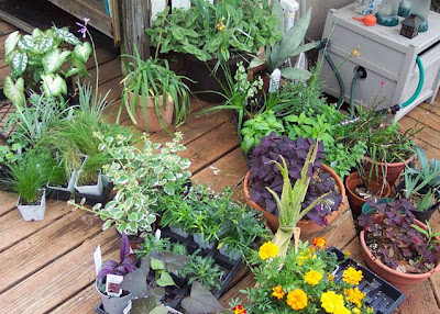 DivasoftheDirt, too many plants