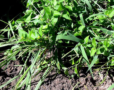 divasofthedirt weeds