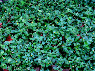 DivasoftheDirt horseherb
