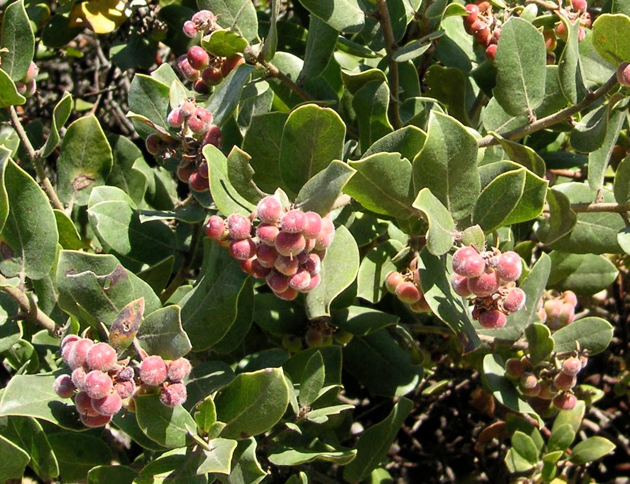 Nature ID manzanitas 05/22/10 Fort Ord