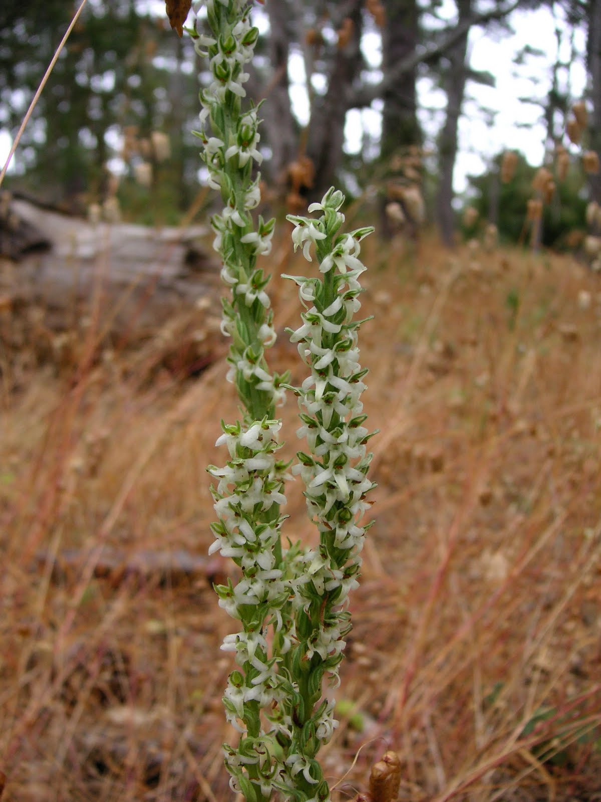 Nature ID Yadon's piperia 07/25/10 Washington Park