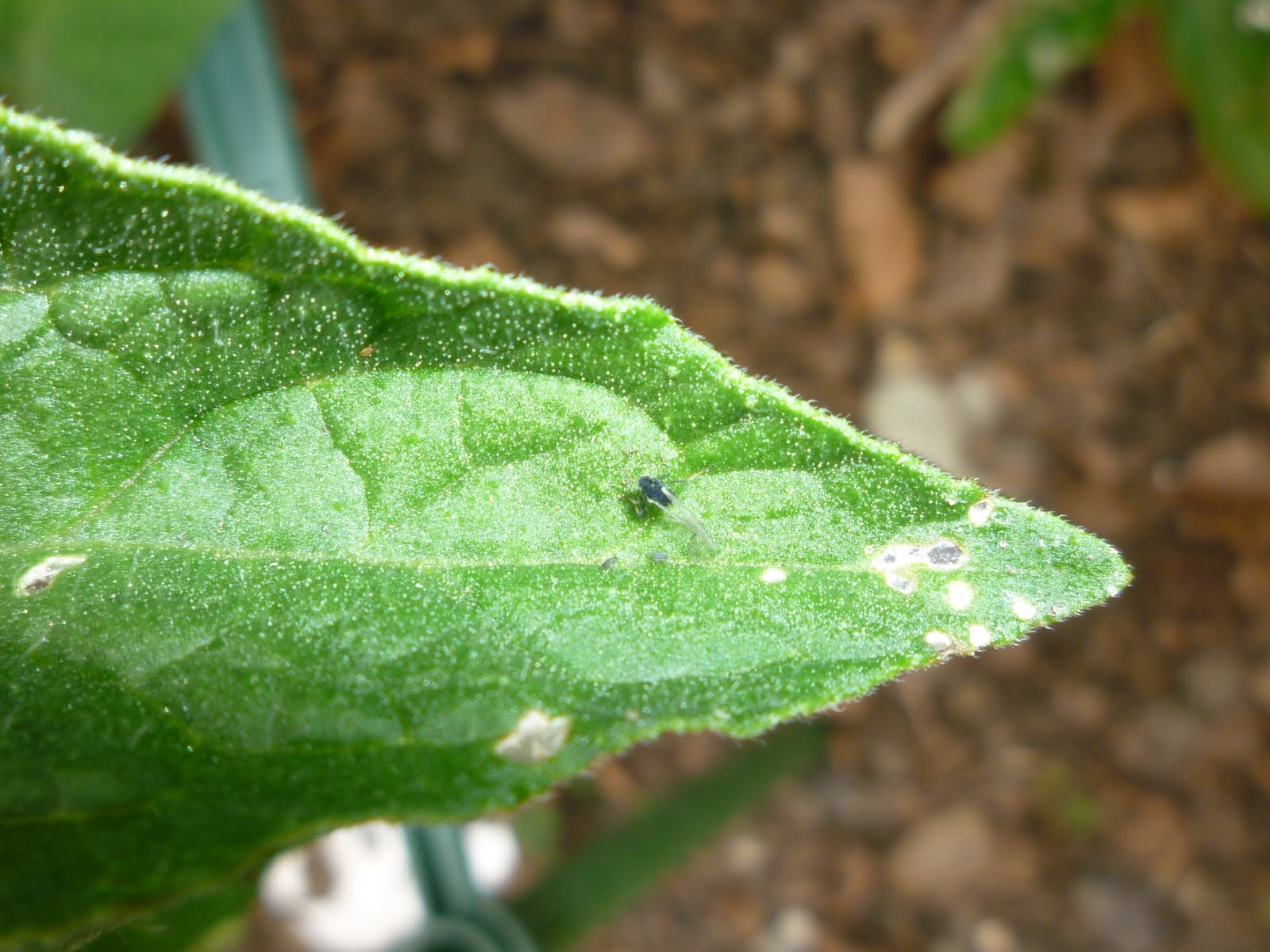 Gardens + Insects Black Bug on Tomato Plant