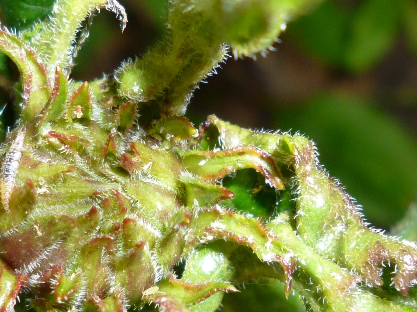 Gardens + Insects Purple Coneflower