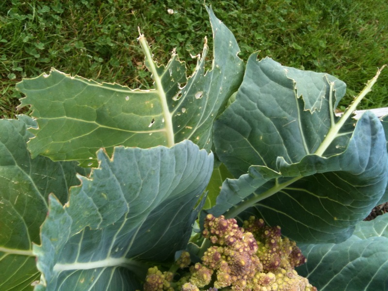 Gardens + Insects Broccoli Leaves and Aphid Poop