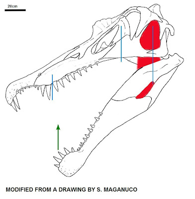 what is your favorite dino in JPOG? and why. - Page 3 Spinosaurus+skull