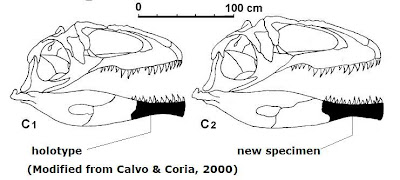 Große Theropoden - Seite 3 Giganotosaurus+skulls+II