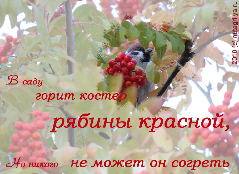 Волки и семеро козлят сценарий Волки и семеро козлят сценарий