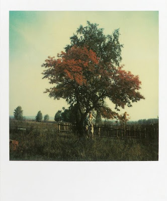 tarkovsky polaroid