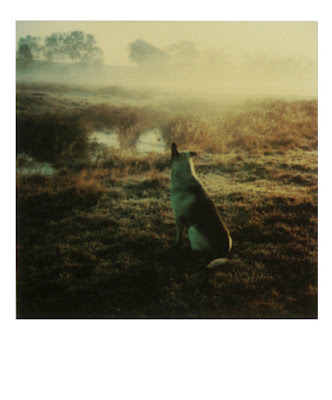 tarkovsky polaroids