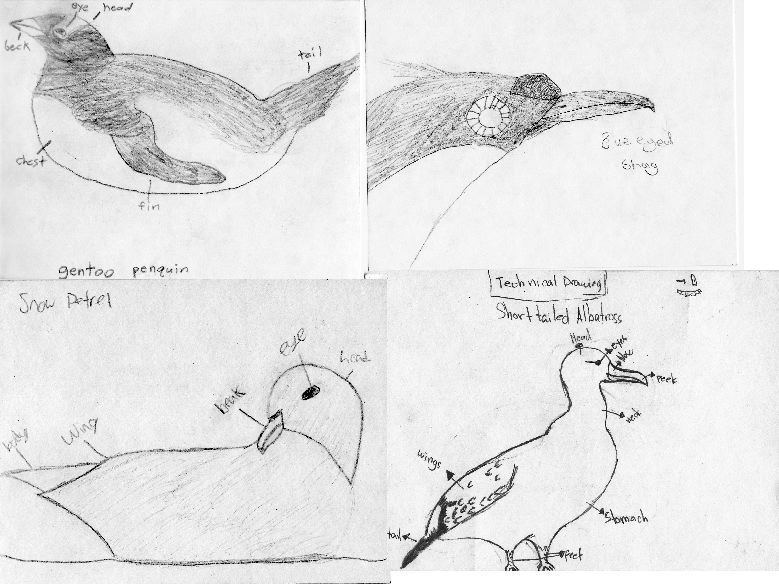 [birdtechdraw.jpg]