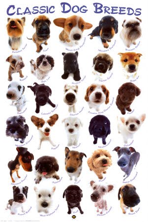 dog breeds list with pictures. dog breeds list. dog breeds
