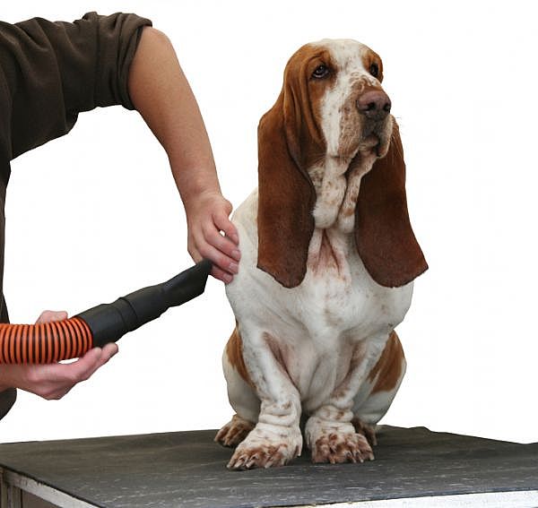 Dog Care Training Improve Your Dog’s Life with Skin and Coat Medication