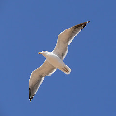 http://4.bp.blogspot.com/_6hsxbn67fBY/SL1krXnrRfI/AAAAAAAABBU/Qu8AGJoDm1s/S240/seagull.jpg