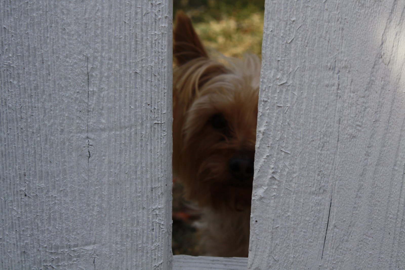 [NY+Eve+2008+078.jpg]