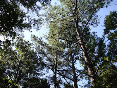pines