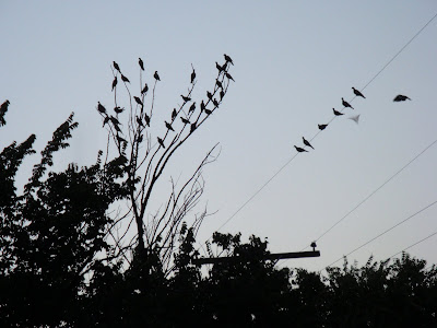 doves