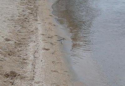 Least Sandpiper