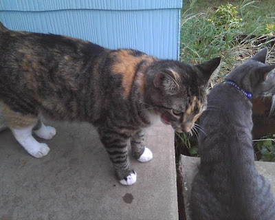 Meow