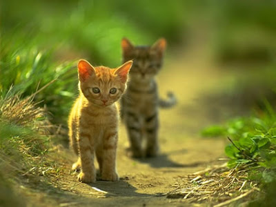 curiosity killed the cat curiosity killed the cat