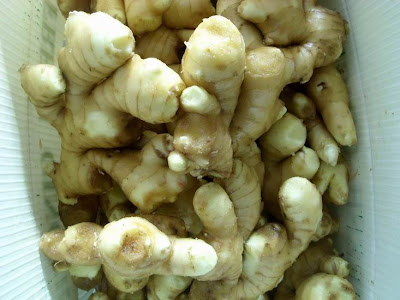 ginger processing