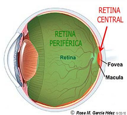 [23+retina+central-periférica.jpg]