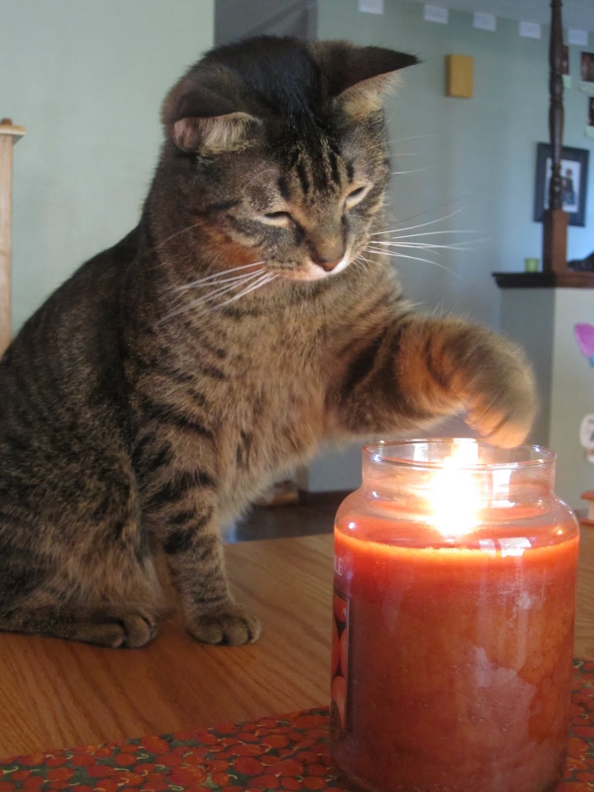 Harried Homeschooling Mama Do you smell.burning cat hair????????