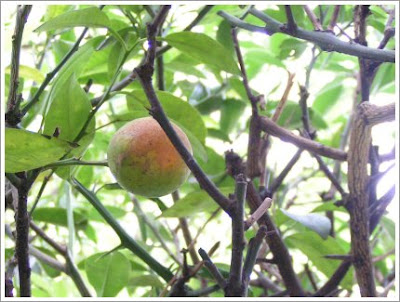 Promethazine/Codeine Syrup Facts and Comparisons at Drugs.com