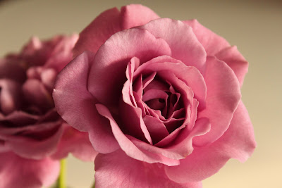 KClark Photography: Lavender Rose