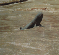 Mekong+dolphin