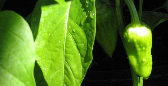 Seattle Garden Ideas: June 2010